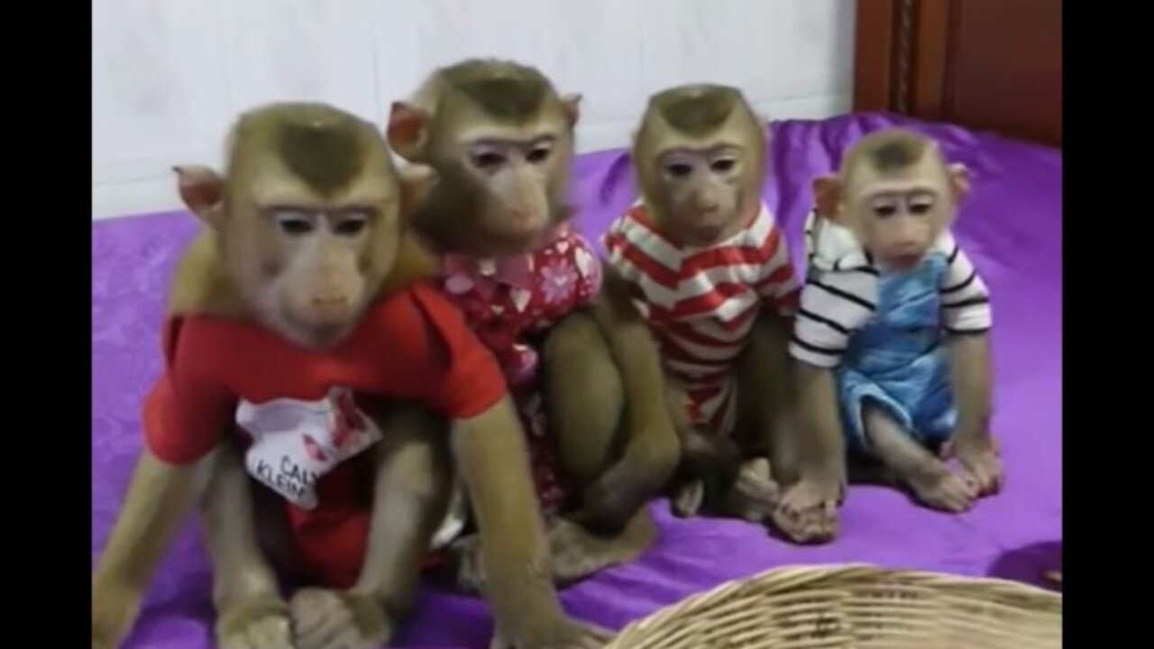 How obediently monkeys waiting for their milk - must watch for kids!