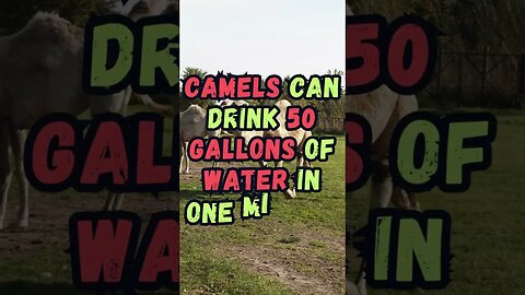 🐪🐫Discover Fascinating Animal Facts👀 #shorts #shortsfact #animalfacts #funfactsshorts #camelfacts