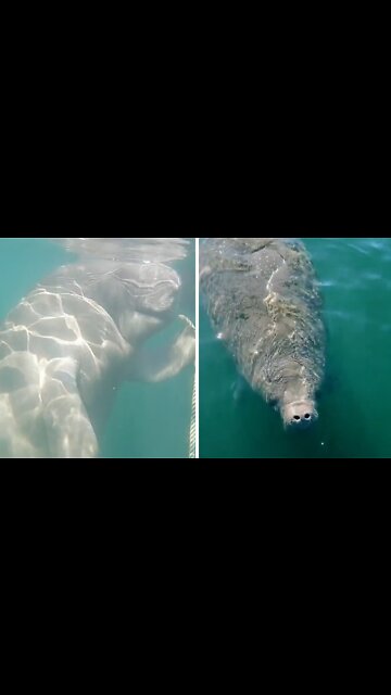 Family finds adorable manatees playing under their boat