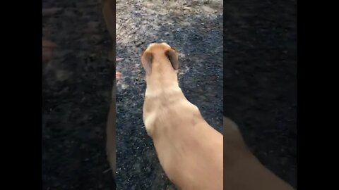 Bull arab rescue dog loves football 3