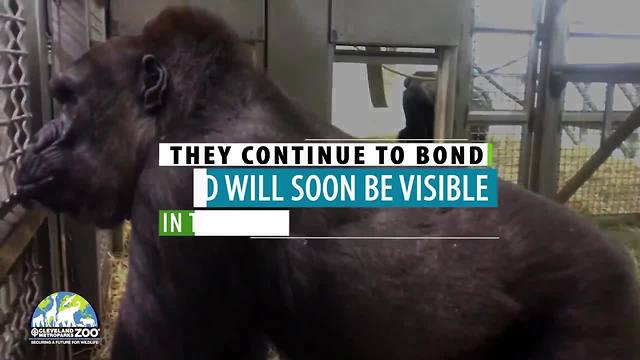Two female gorillas arrive at the Cleveland Metroparks Zoo