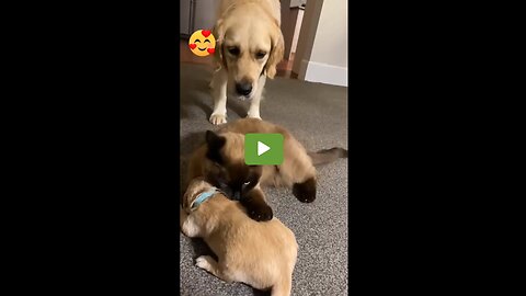 Cat cares for crying dog 😿