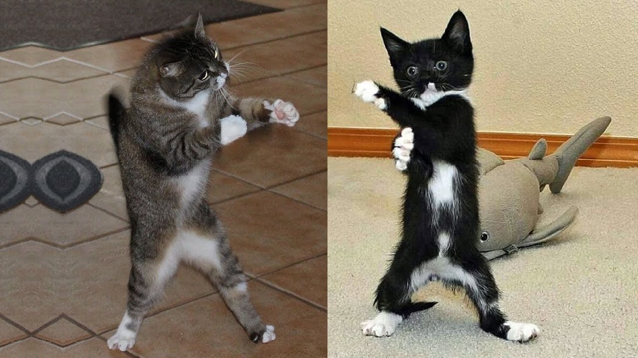 funny cat video😂😹
