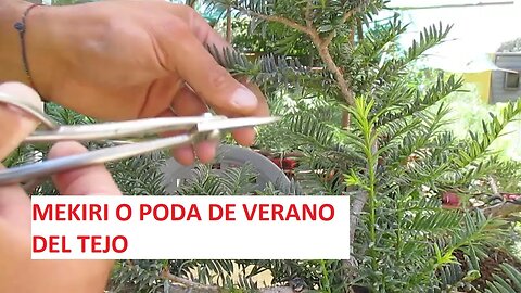 MEKIRI O PODA DE VERANO EN EL TEJO (TAXUS BACCATA)