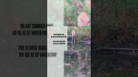 How much water do deer need? #deer #shorts #biology #deerhunting