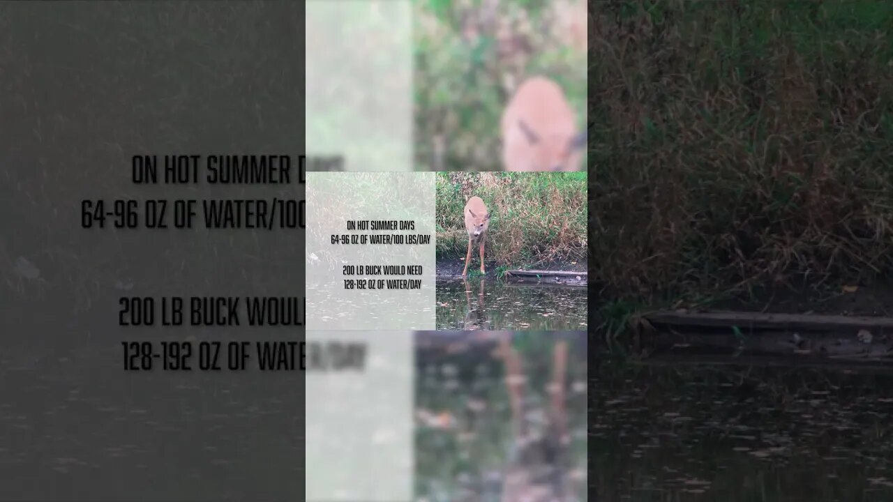 How much water do deer need? #deer #shorts #biology #deerhunting