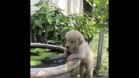 Cute Baby Animals Compilations🐶