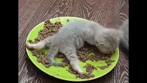 PLAYING CAT VIDEO MEAWWW