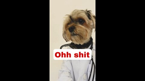 My dog is going to be doctor this is soo funny 🤣🤣