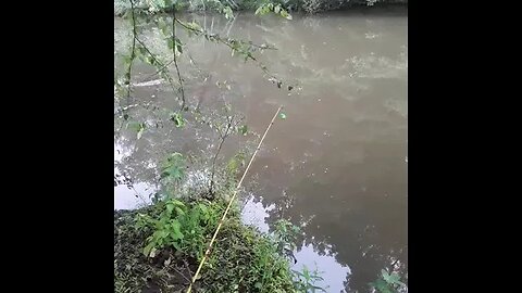 Dancing Bobber