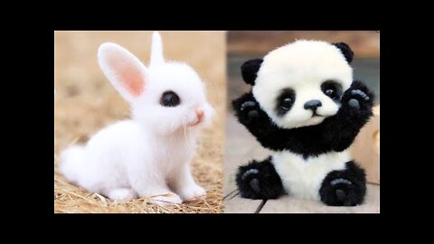 Animals SOO Cute! Cute baby animals Videos Compilation cute moment of the animals