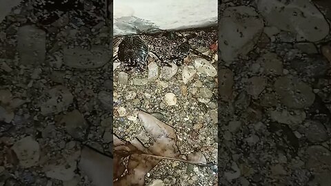 #fish #shortvideo #ikanhiasairtawar #shortsfeed #fishing