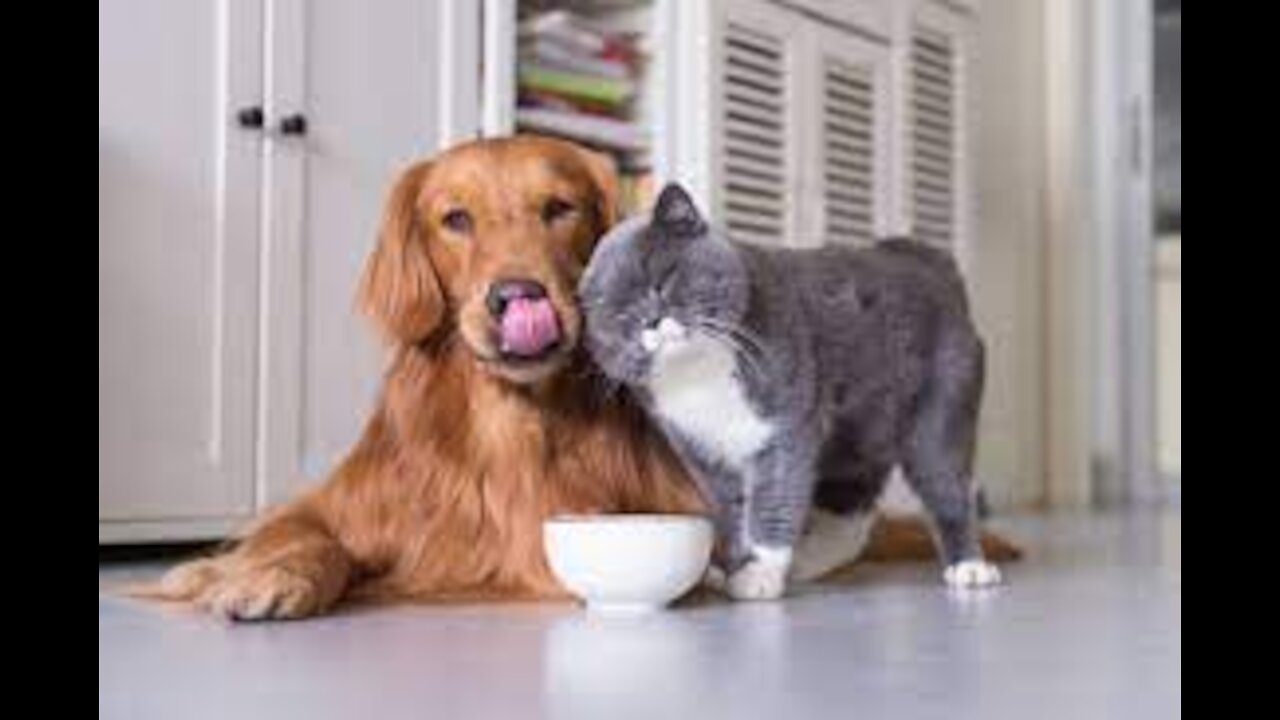 Cats and Dogs talking