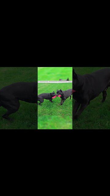 My Dogs LIVE a Awesome Life! #shorts #petcare #dog