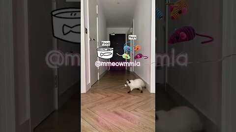 PLAYING CAT VIDEO MEAWWW