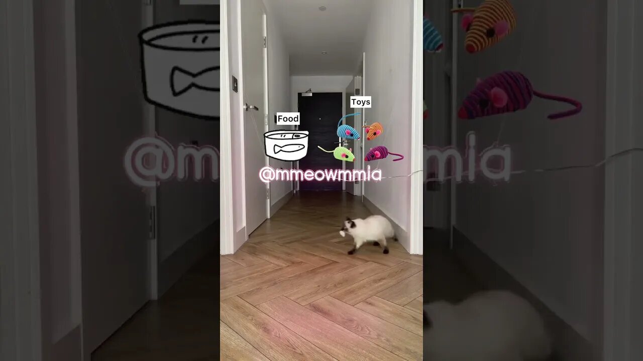 PLAYING CAT VIDEO MEAWWW