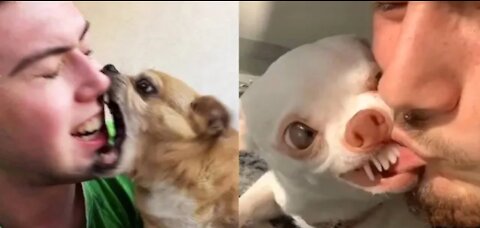 Angry-funny dogs and cats