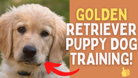 👉 Golden Retriever Puppy Dog Training❗ - Its so cute 😍