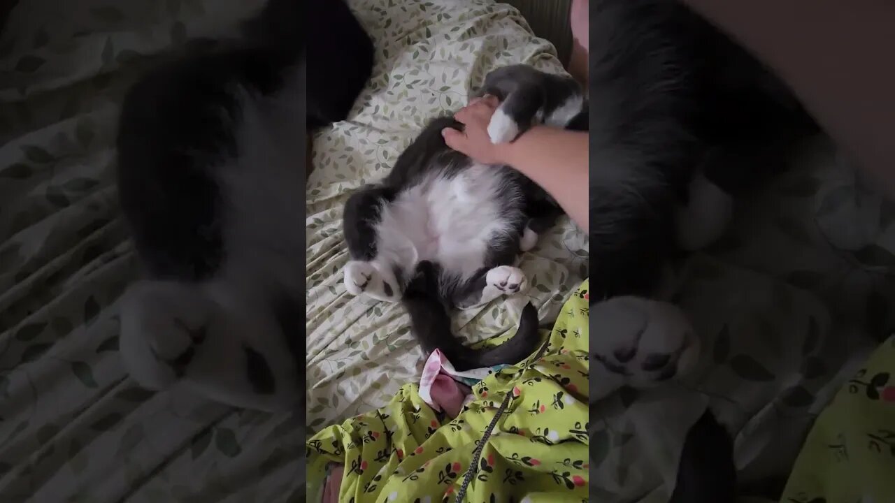 Show me some belly rub loving babies I'll start