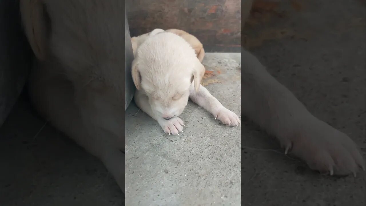 White Puppy's Cute Sleep Moves! #youtubeshorts #youtuber #shorts #short #trending #trendingreels