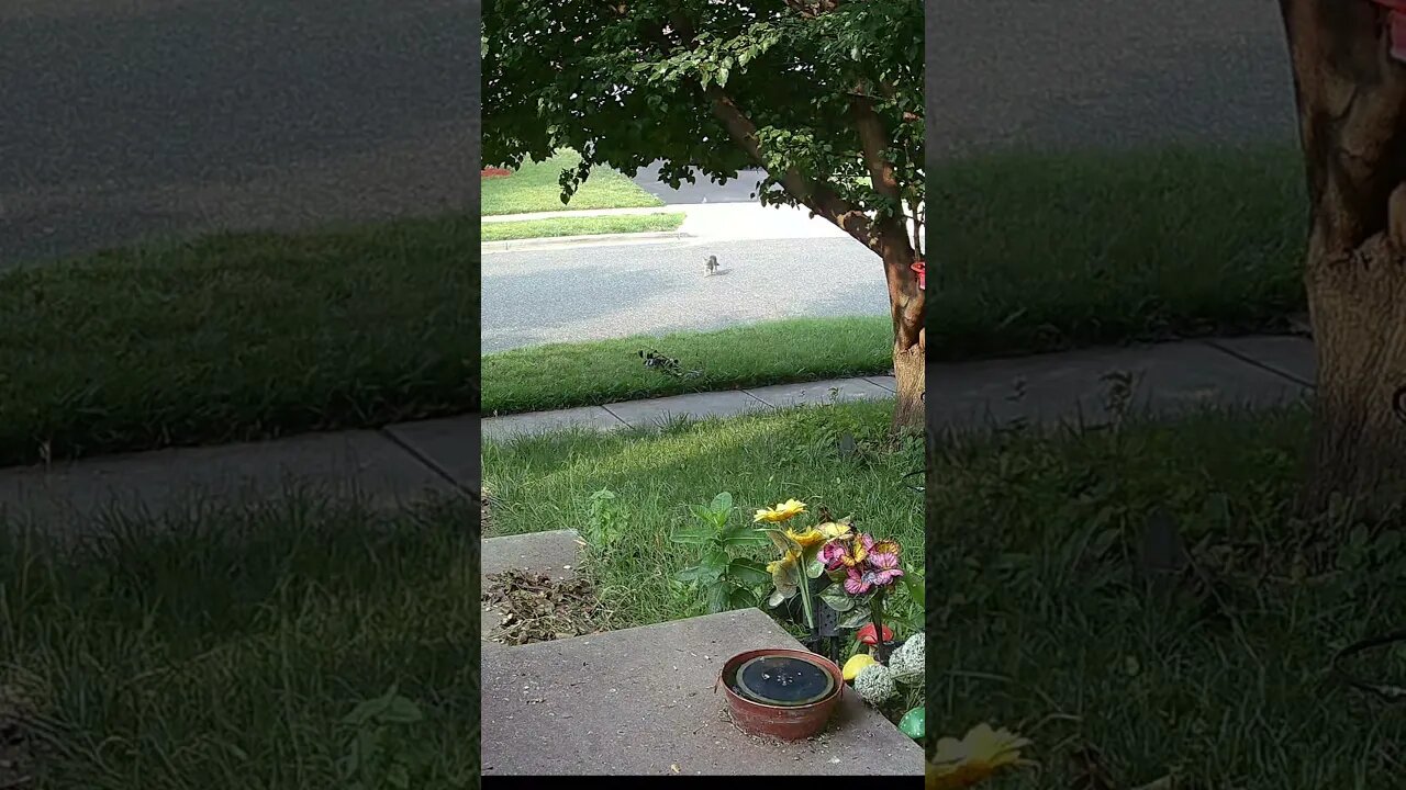 The Birds Are Not Happy About Ruby Cat Coming! 😺🐦