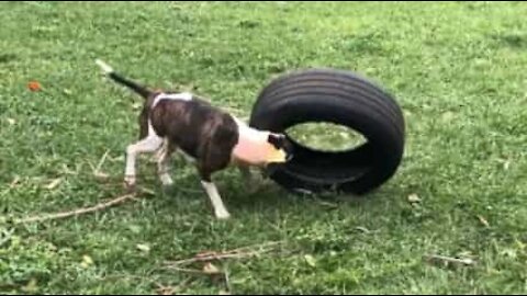 Dog tries to get used to his new toy... a tire!