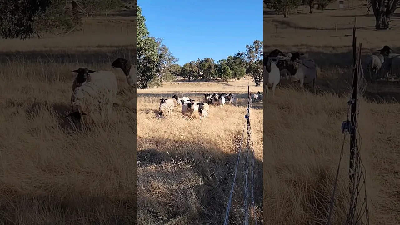 A Lazy Morning Start For The Day #dorpers #farmlife