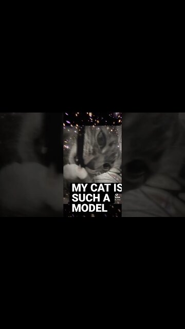 My Cat is such a model #funny