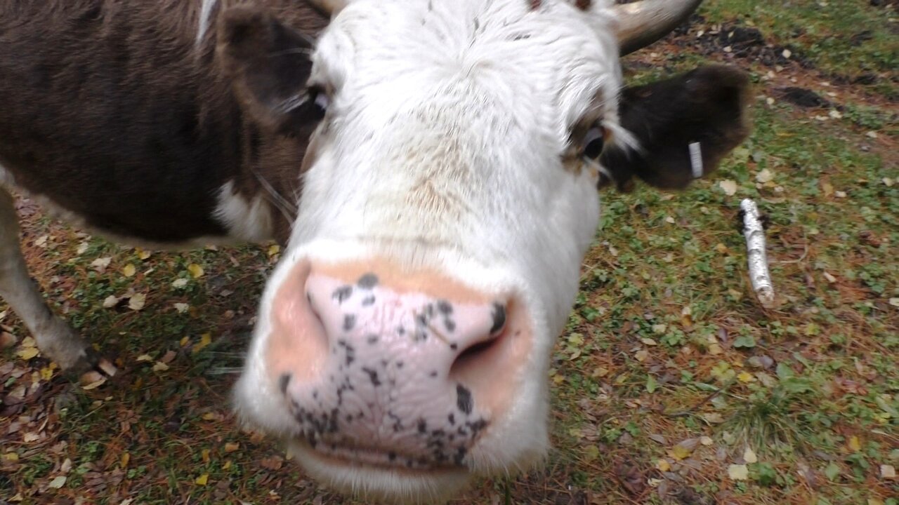 Meeting with a calf in the forest