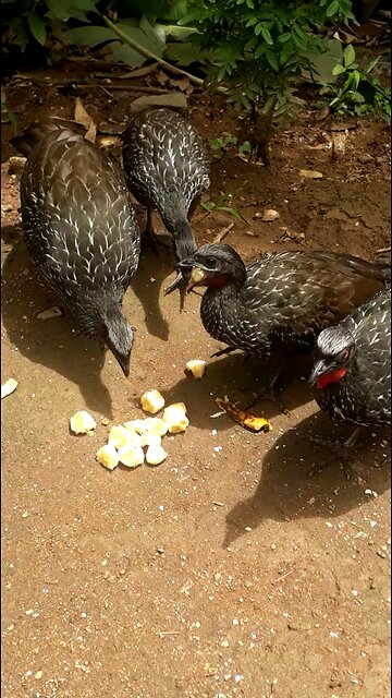 Banquete dos Jacus: Reunião Familiar para Saborear uma refeição em grupo"Jacuaçu, jacuguaçu, guans