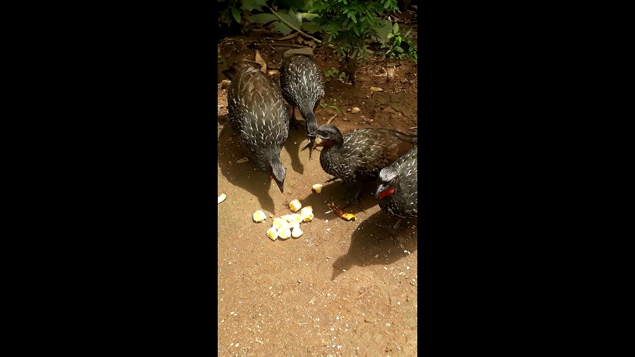 Banquete dos Jacus: Reunião Familiar para Saborear uma refeição em grupo"Jacuaçu, jacuguaçu, guans