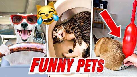 Best Compilation of Funny PETS 😻 Video Try Not To Laugh | Pet Funny Moments