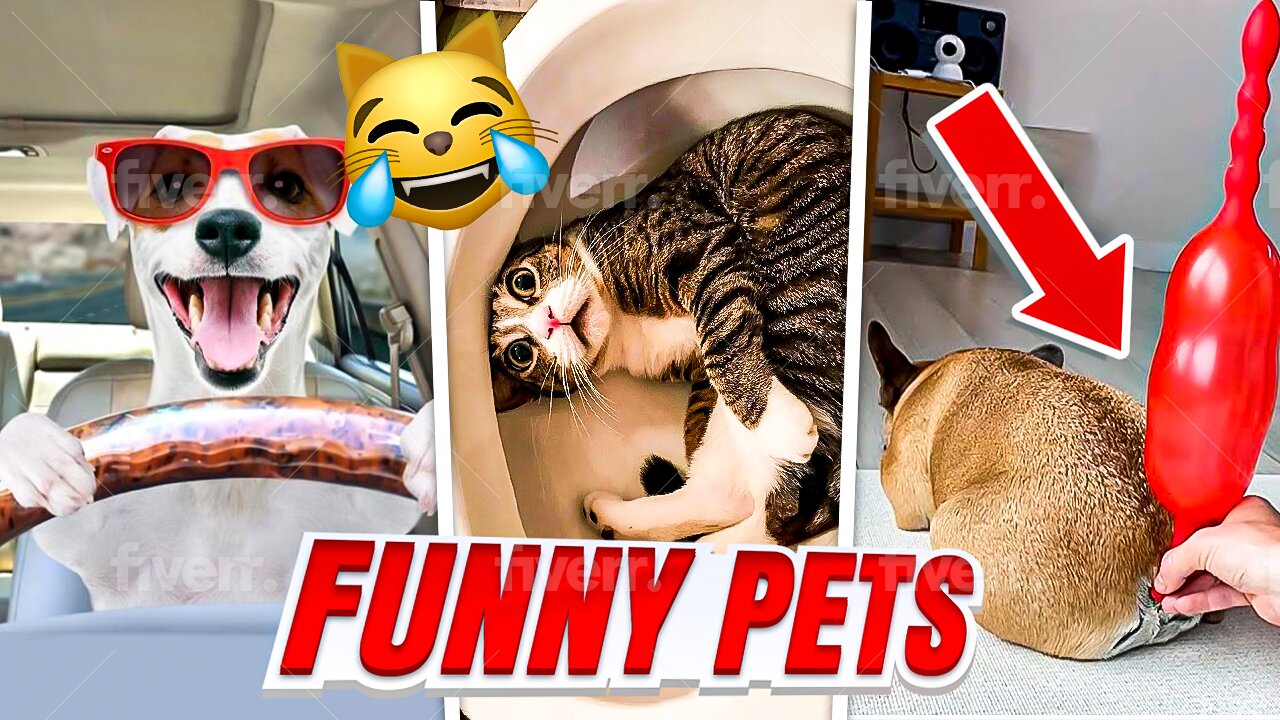 Best Compilation of Funny PETS 😻 Video Try Not To Laugh | Pet Funny Moments