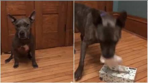 This dog brings his owner tissues!