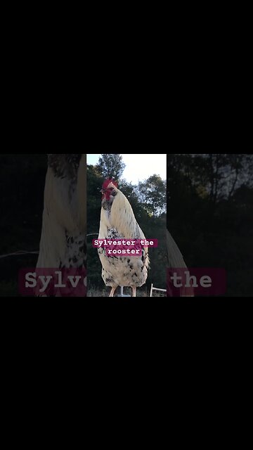 Sylvester the rooster ❤️