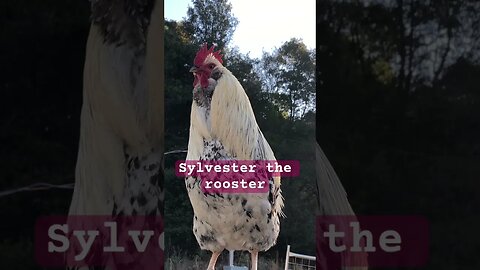 Sylvester the rooster ❤️