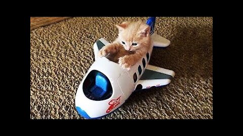 Cutest Funny Cats and Dogs Compilation #5