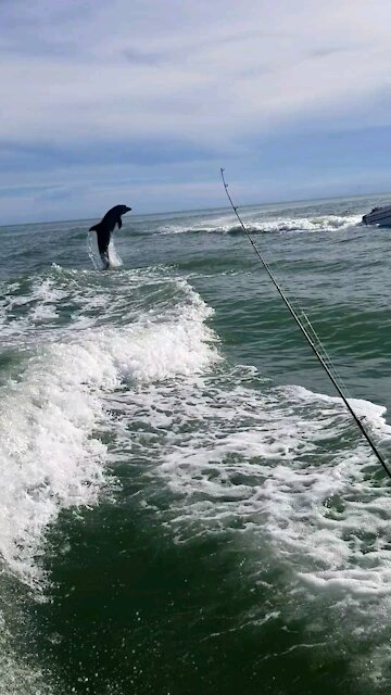 Dolphins jumping