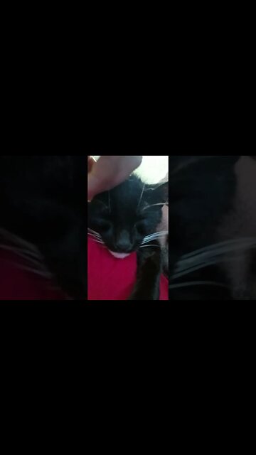 Moonpie being cute #shortsvideo #kitty #cat #shortsfeed #youtubeshorts #cutekitty #catshorts