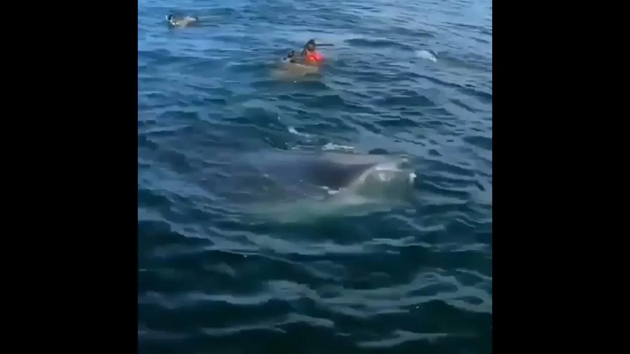 OMG.. Amazing view of Whale 🐳 | #Shorts #Animals #Whale