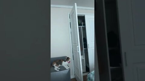 Cat assisting her sister