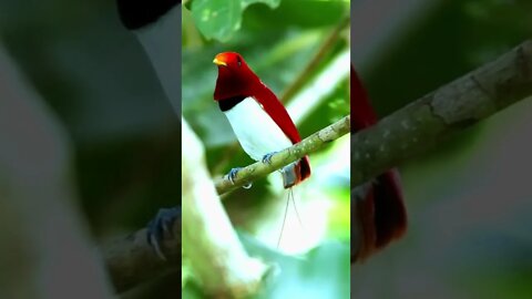 King Bird-of-Paradise (Cicinnurus regius)