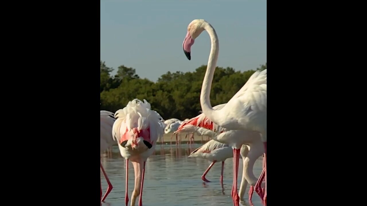 Flamingo in Dubai - full screen { }