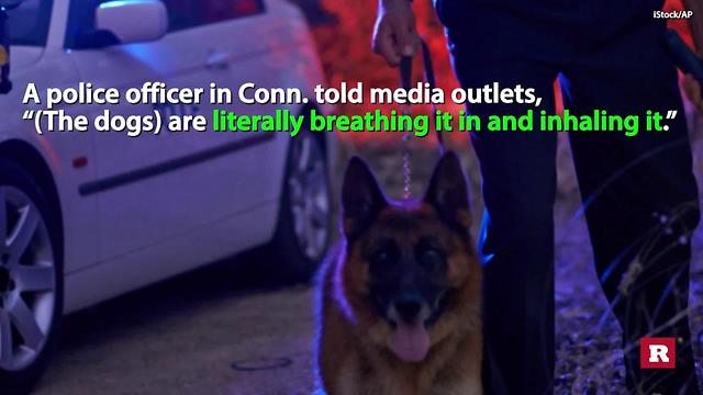 Police Use Narcan To Save K-9 Partners | Rare News