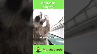 Cute raccoon singing #shorts #cute #raccoon #marshvocado #petsoftiktok #viral #trending #funny #fyp