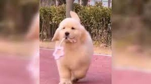 Troll Prank Dog Funny & fake Lion and Fake Tiger Prank To dog & Huge Box Prank to dog