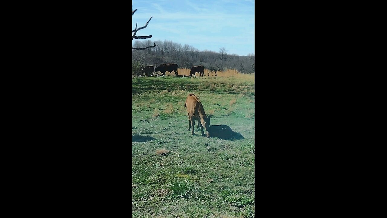 Bored brother calf tries to wake up sleeping friend to play, but brother ignores him.