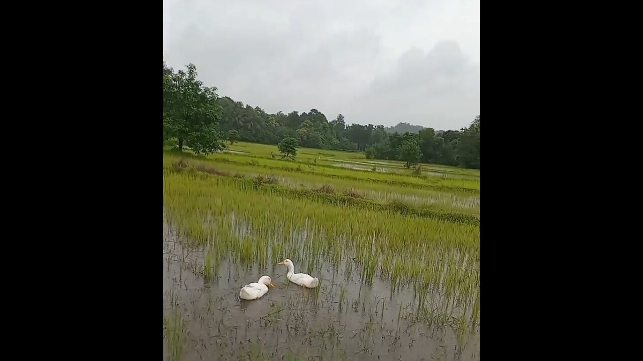 couple of ducks in a paddy field