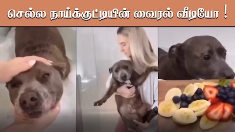 Funny Dog Video 2021 Cute Dogs Pet Lovers Must Watch