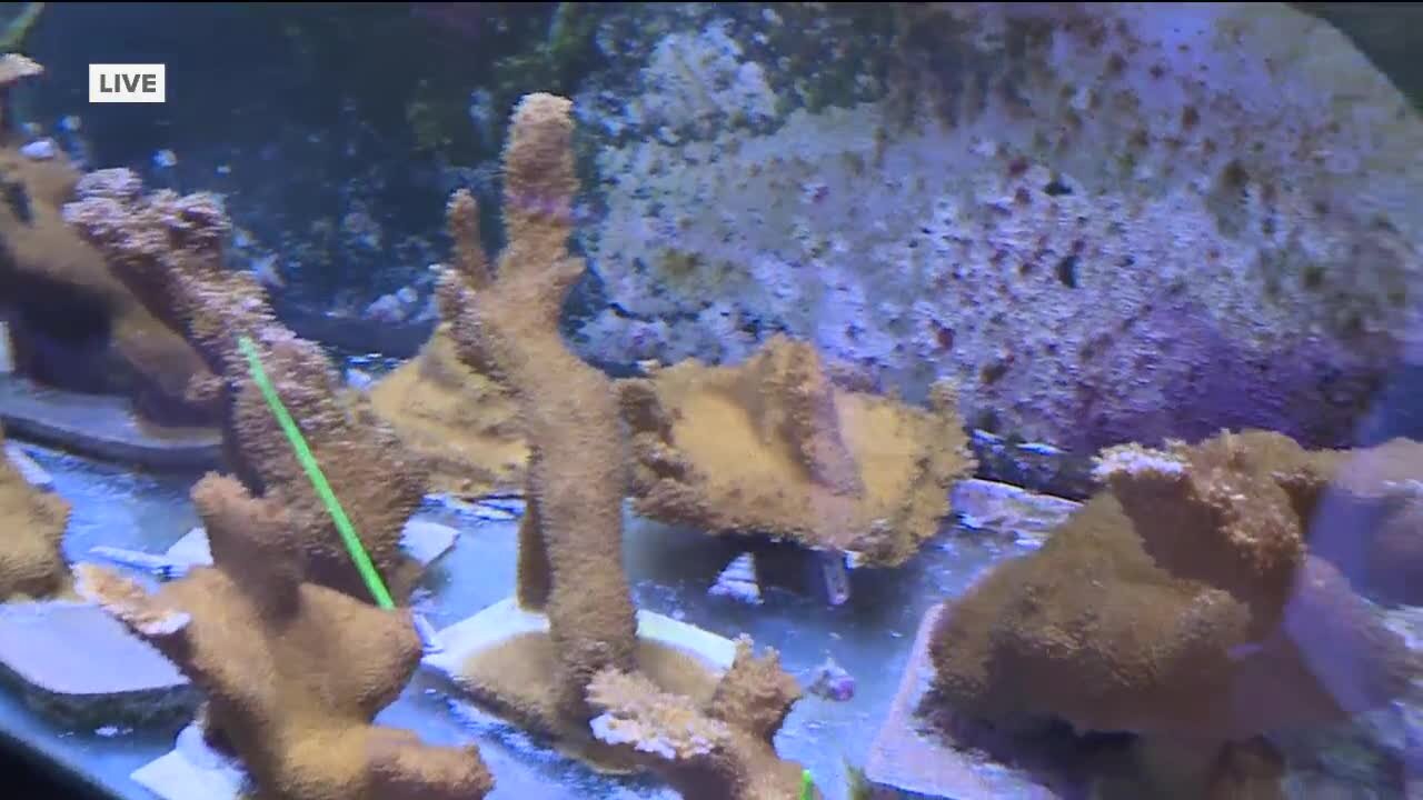 Sean Daly live at the Florida Aquarium in Apollo Beach | 5AM